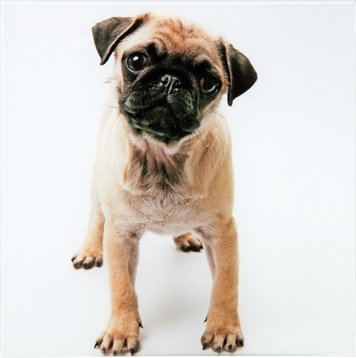 Mops Bild Druck auf Glas 30x30cm versch Motive zur Auswahl Hund Möpse