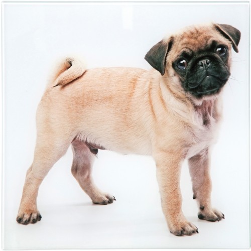 Mops Bild Druck auf Glas 30x30cm versch Motive zur Auswahl Hund Möpse